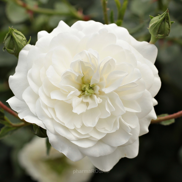 White ground cover rose no fragrance Alba Meillandina Buy Roses Online Order Roses