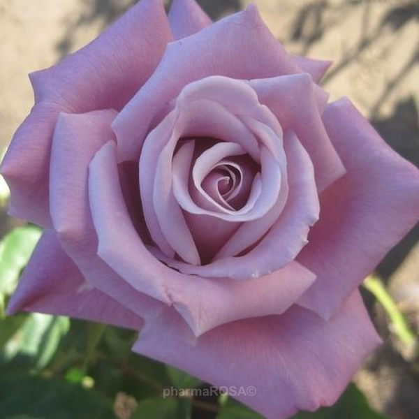 Waltz Time Hybrid Tea Rose Plant Purple Flowers