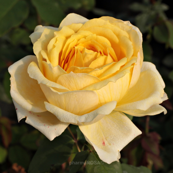 Yellow hybrid Tea discrete fragrance Venusic Roses Online
